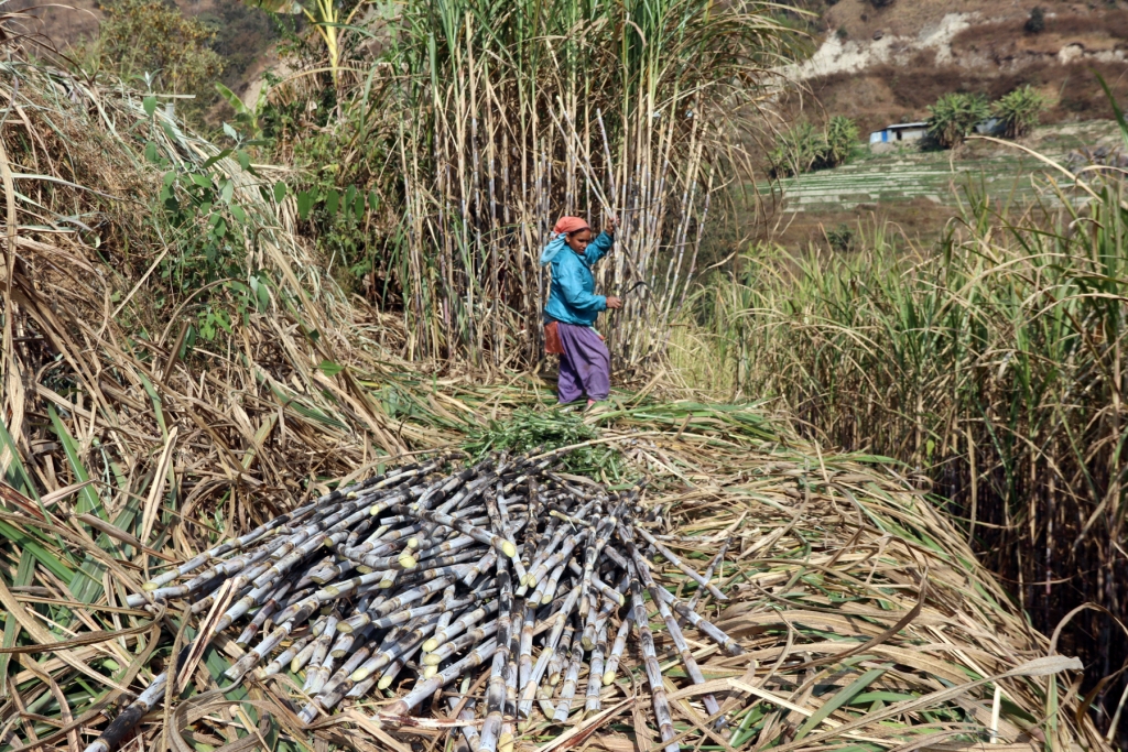 https://www.nepalminute.com/uploads/posts/Sugarcane minimum base price1674141876.jpg